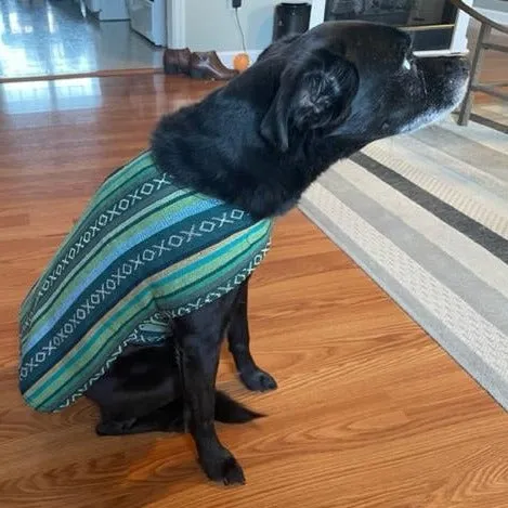 Dog Poncho - Evergreen